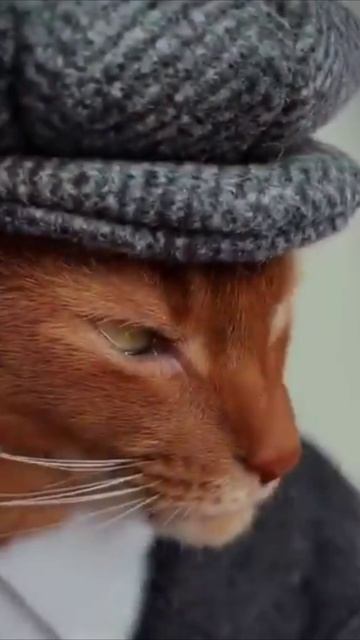 Смешные коты #118-8