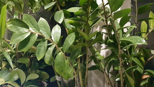 Грешить мне поздно...