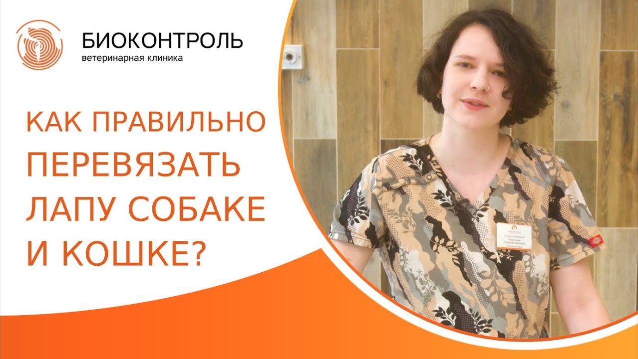 Как правильно перевязать лапу собаке и кошке? Как перевязать лапу собаке и кошке. Биоконтроль. 18+