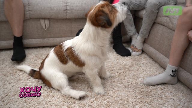 Как подготовиться к появлению в доме щенка? Чему и как его обучать? Программа «Хочу собаку».