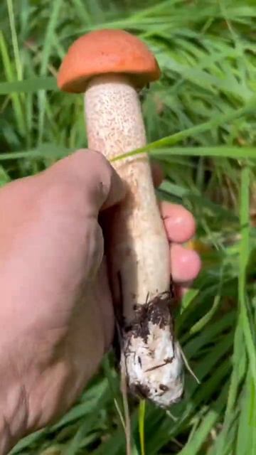 Белые грибы и подосиновик