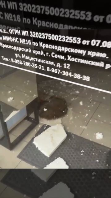 🙀 Енот разгромил магазин косметики в Дагомысе и уснул на месте преступления.