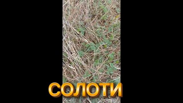 VID_20260420_182400 СОЛОТИ