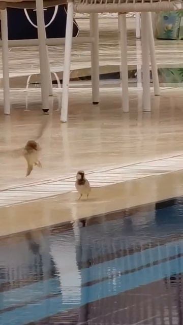 Водные процедуры…