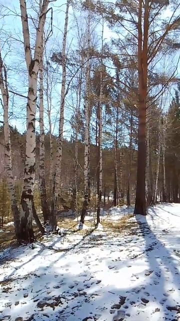 Снежный путь весны