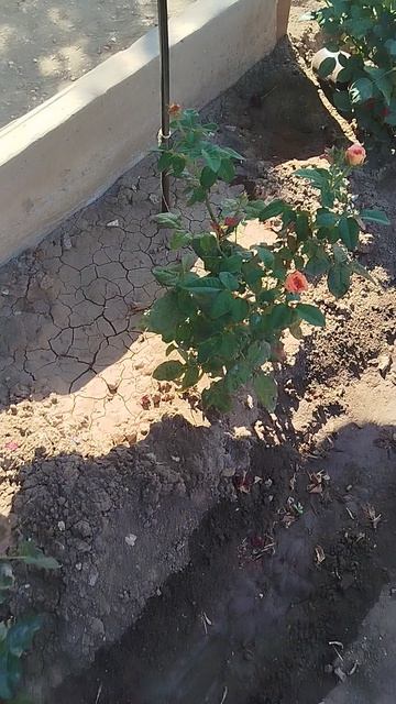 Мои восхитительные чайно гибридные срезочные розы на центральной алее.