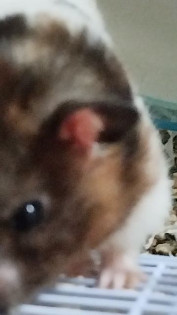 Будни хомяка