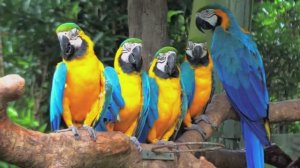 МУЗЫКА, СНИМАЮЩАЯ НАПРЯЖЕНИЕ