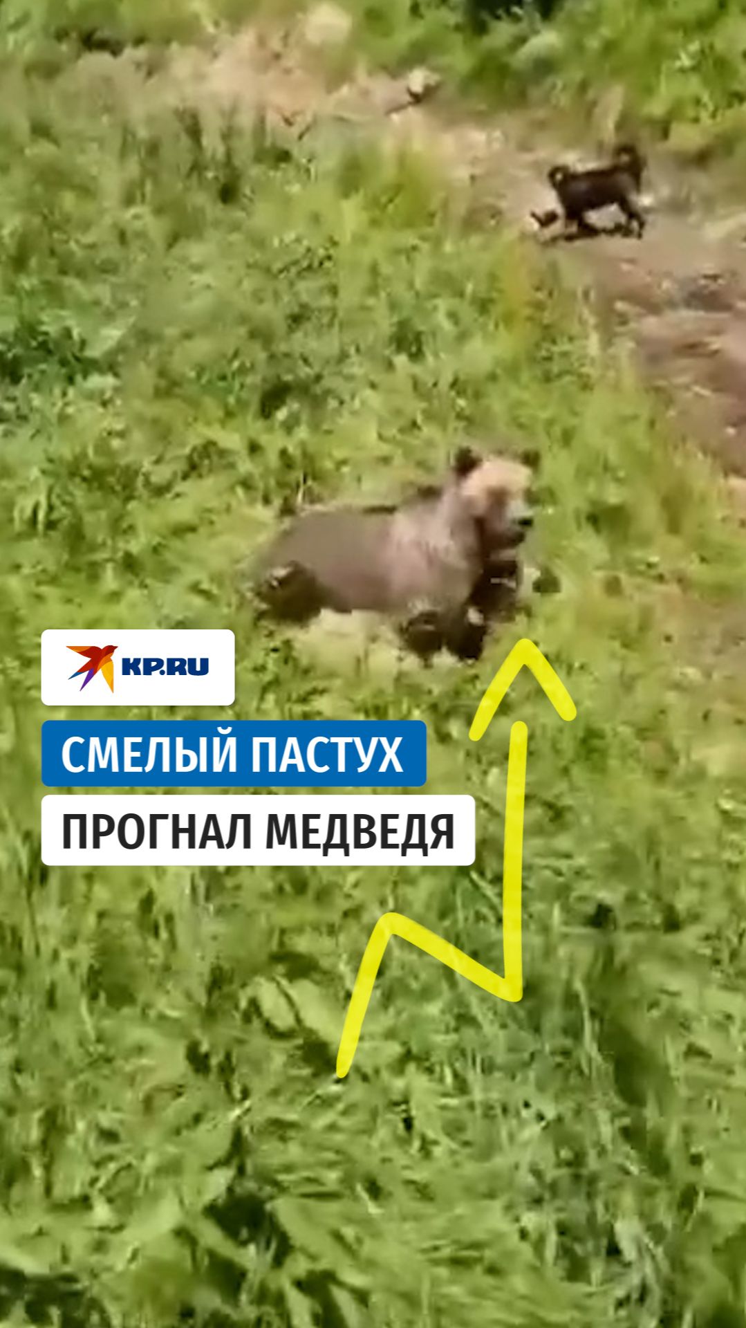 Пастух из Дагестана прогнал медведя от отары овец