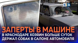Запертых в припаркованной легковушке собак заметили на Гидрострое в Краснодаре