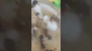 МУРАВЬИ ПОПАЛИ В ЗАКРЫТЫЕ ХОДЫ!ПОЧЕМУ ЖЕ ОНИ НЕ СЪЕЛИ БЕЛКОВЫЙ КОРМ?МОИ МУРАВЬИ СПУСТЯ 2 НЕДЕЛИ