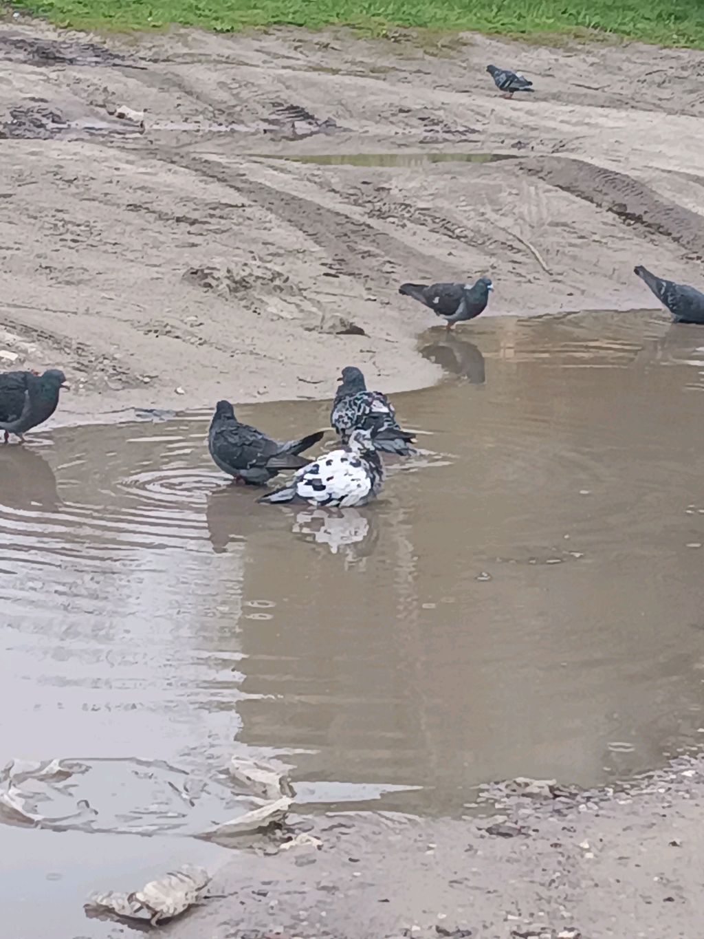 инструкция как варить пельмени