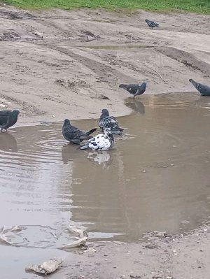 инструкция как варить пельмени