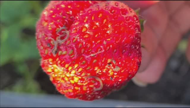 Кивсяки которых нельзя вывести ядом но можно легко избавиться от них с участка! Есть один способ!