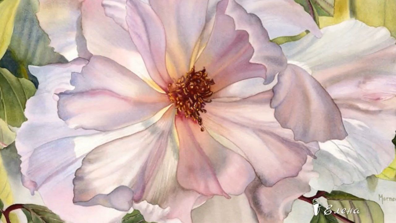 Цветочные акварели от Marney Ward  *