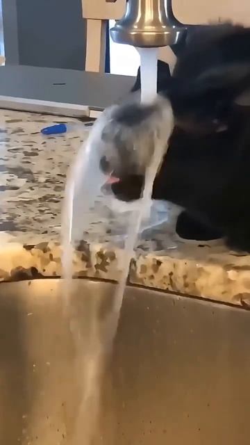 Коты пьют 🐱