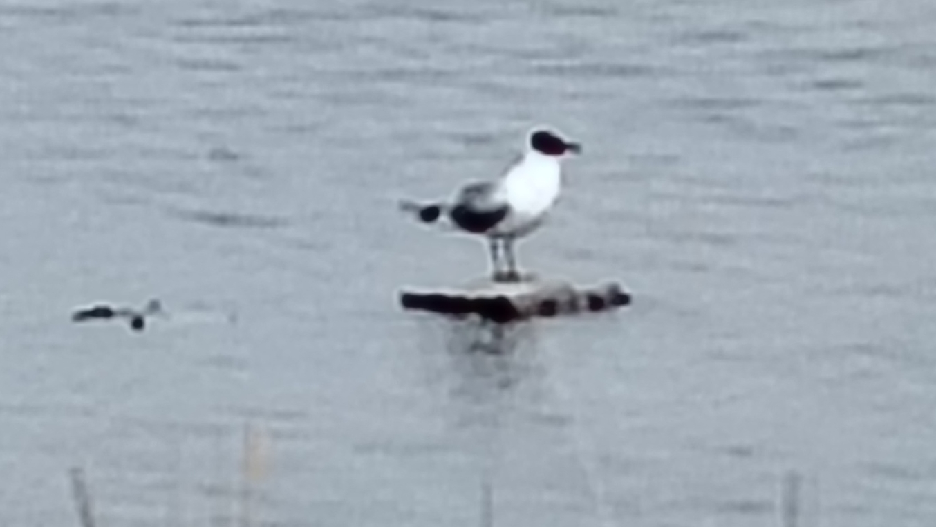 делаем что хотим