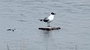 делаем что хотим