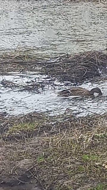 Весна пришла, или нет, она прилетела вместе с утками.