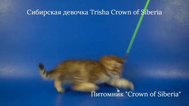 Сибирская девочка Trisha Crown Of Siberia, 1,5 месяца.