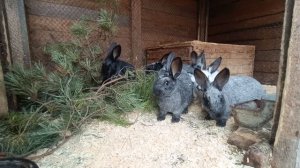 Кролики едят сосновые ветки!