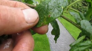 Болезни и вредители плодовых., ЧТО ДЕЛАТЬ. Ответы на вопросы, Часть 3 #ВиталийОрех #Виталий7соток