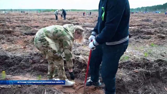В лесничествах Воронежской области прошла акция «Сад памяти»