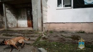 В Костроме подведены итоги межрегионального учебно-методического сбора специалистов-кинологов