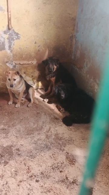 Уфа, Башкирия
Попали в отлов вот  такие собаки!😰Добрые и ласковые 
Пожалуйста, сделайте репост🙏