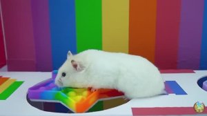 Хомячок сталкивается со свирепой акулой, убегая из лабиринта! часть 10