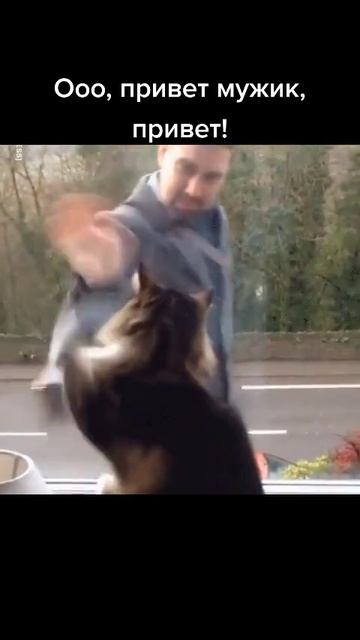 котик привет