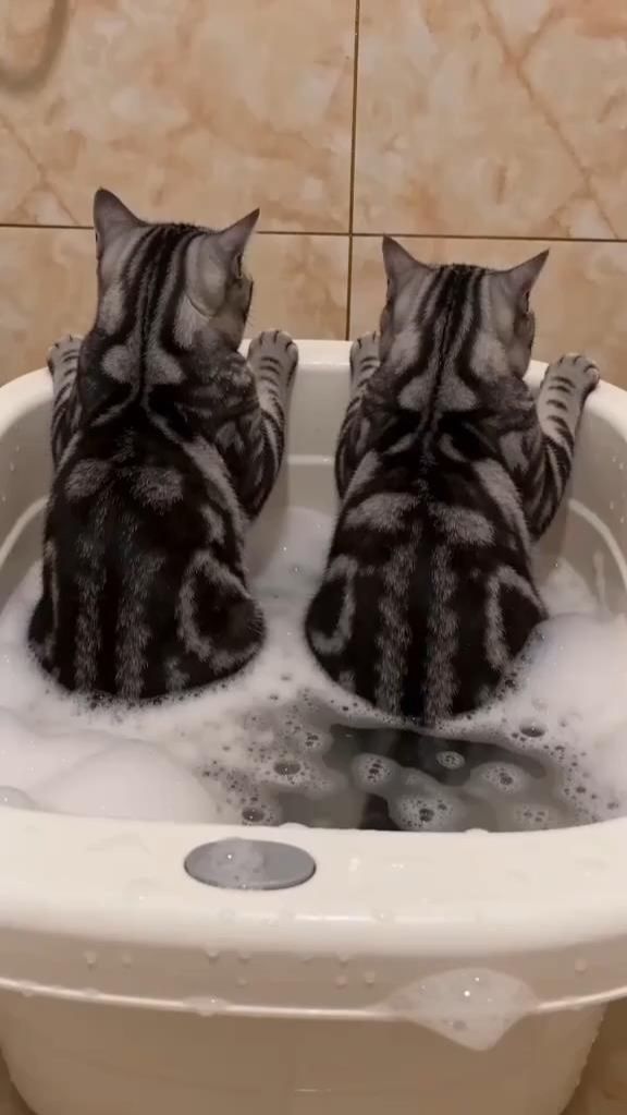 🐱💦 Нейровидео: «Киса напроказила в ванной — другой это не понравилось! 😾»