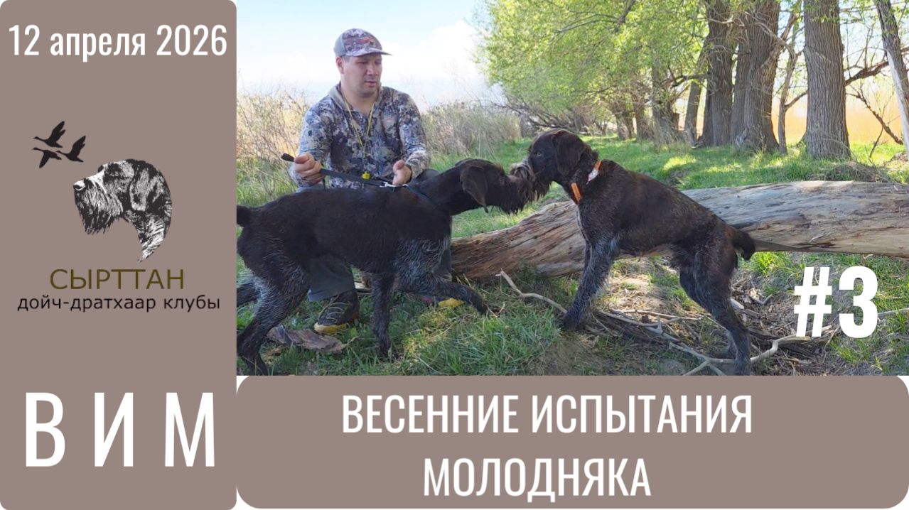 Весенние племенные тесты молодняка Дойч-Дратхааров