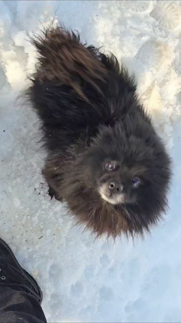 Барсик и снег ❄️  #снег #собаки #шпиц #животные #шпицы