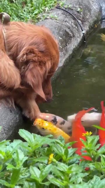 Пес и его друг