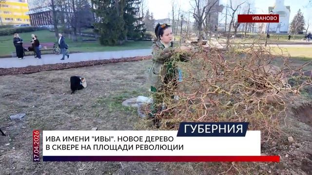 Ива имени «Ивы». Новое дерево в сквере на площади Революции
