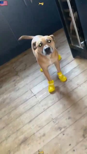 дожи, носящие обувь