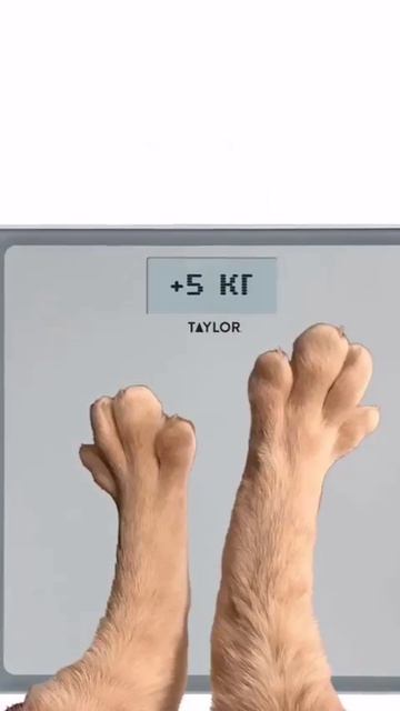 котята пояснят)