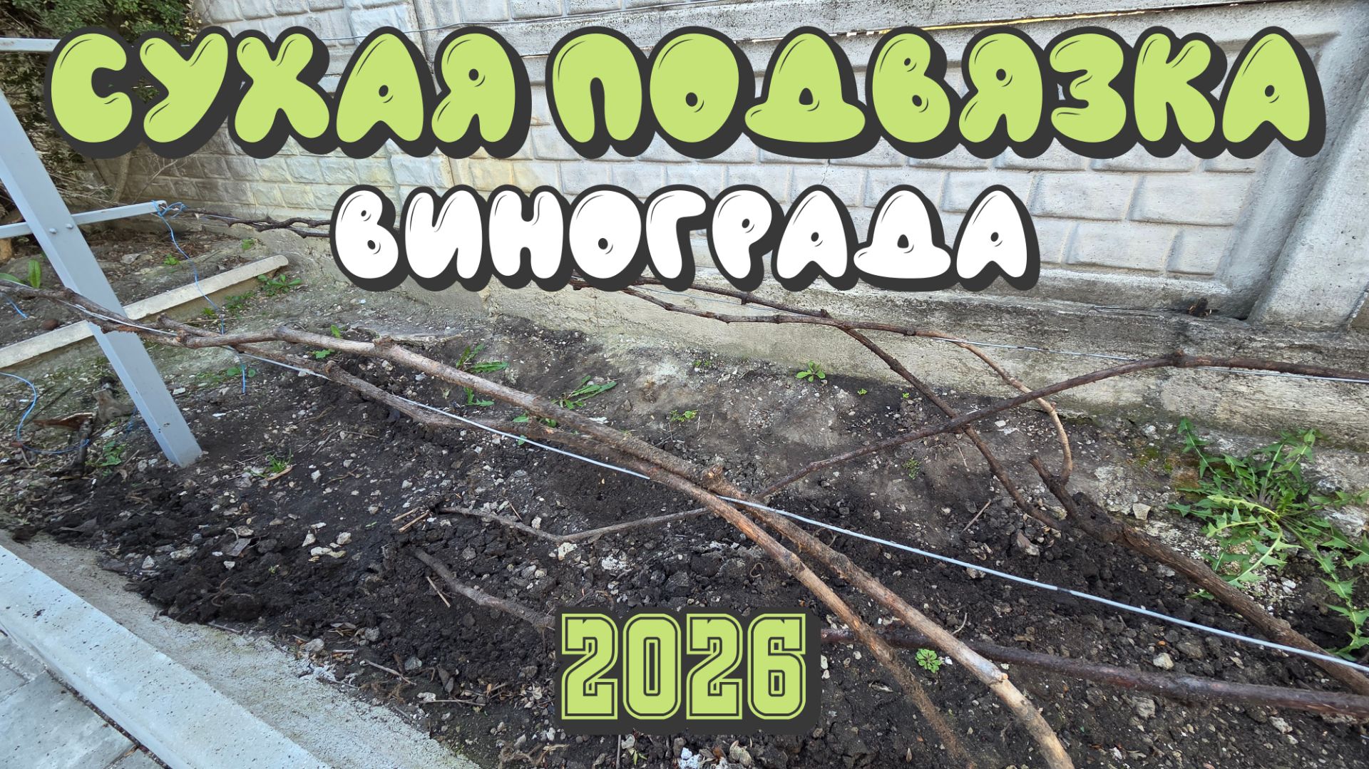 СУХАЯ ПОДВЯЗКА винограда. Донбасс 2026.