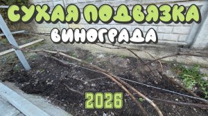 СУХАЯ ПОДВЯЗКА винограда. Донбасс 2026.