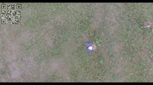 Юное создание на траве газона.