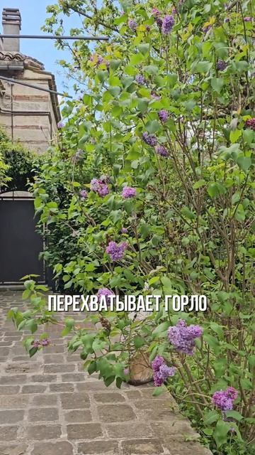 СКРОМНОСТЬ. ИЛИ СТРАХ СЕБЯ