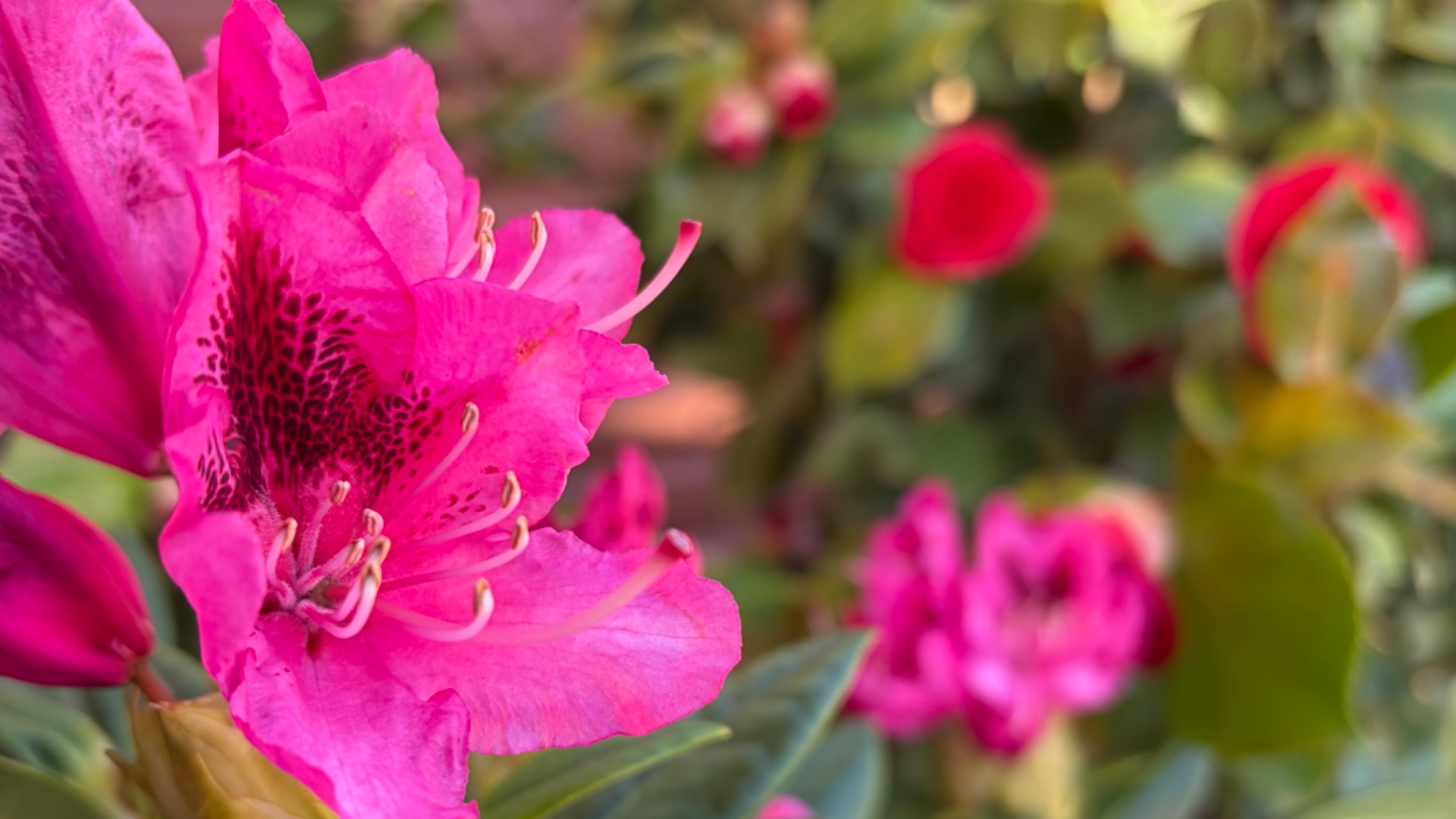 Цветение Рододендрона Космополитен Cosmopolitan и японской камелии в саду Бориса