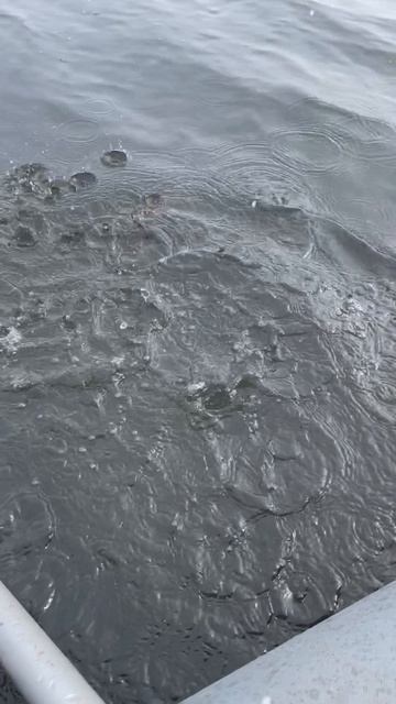 Весенний спиннинг ( поймал-отпустил)