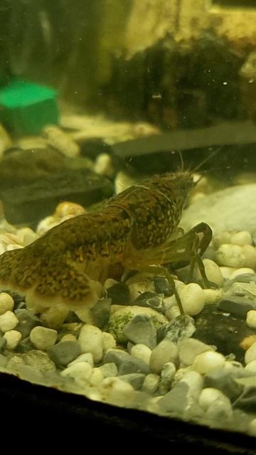 аквариумные раски 2,3