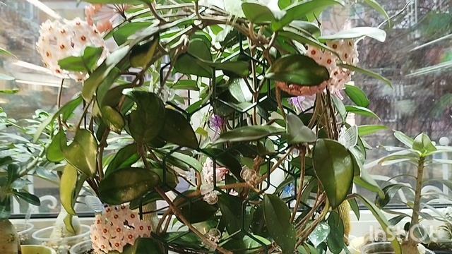 📢Цветение моих хой.🌺🌸 Продолжение.👀