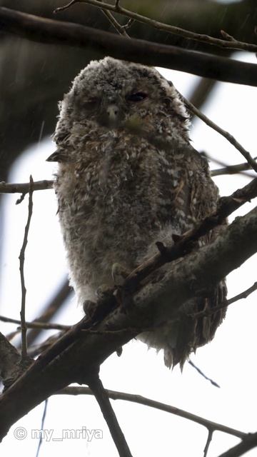 Слёток серой неясыти