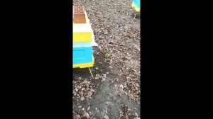 18.04.2026. Тест-обработки пчёл от клеща разными препаратами. Результаты.
