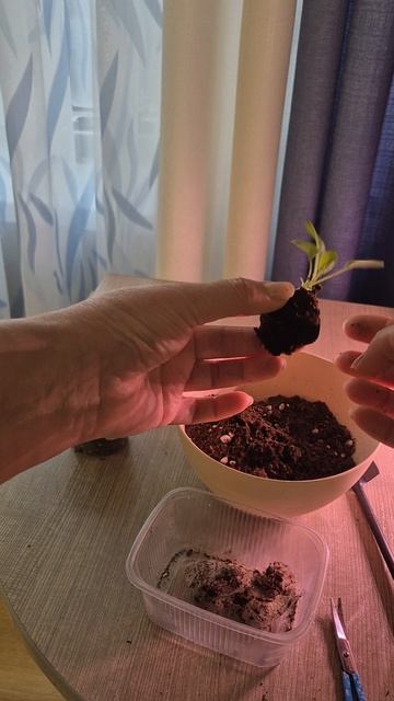 Пересадка петунии Тайдал из торфяных таблеток