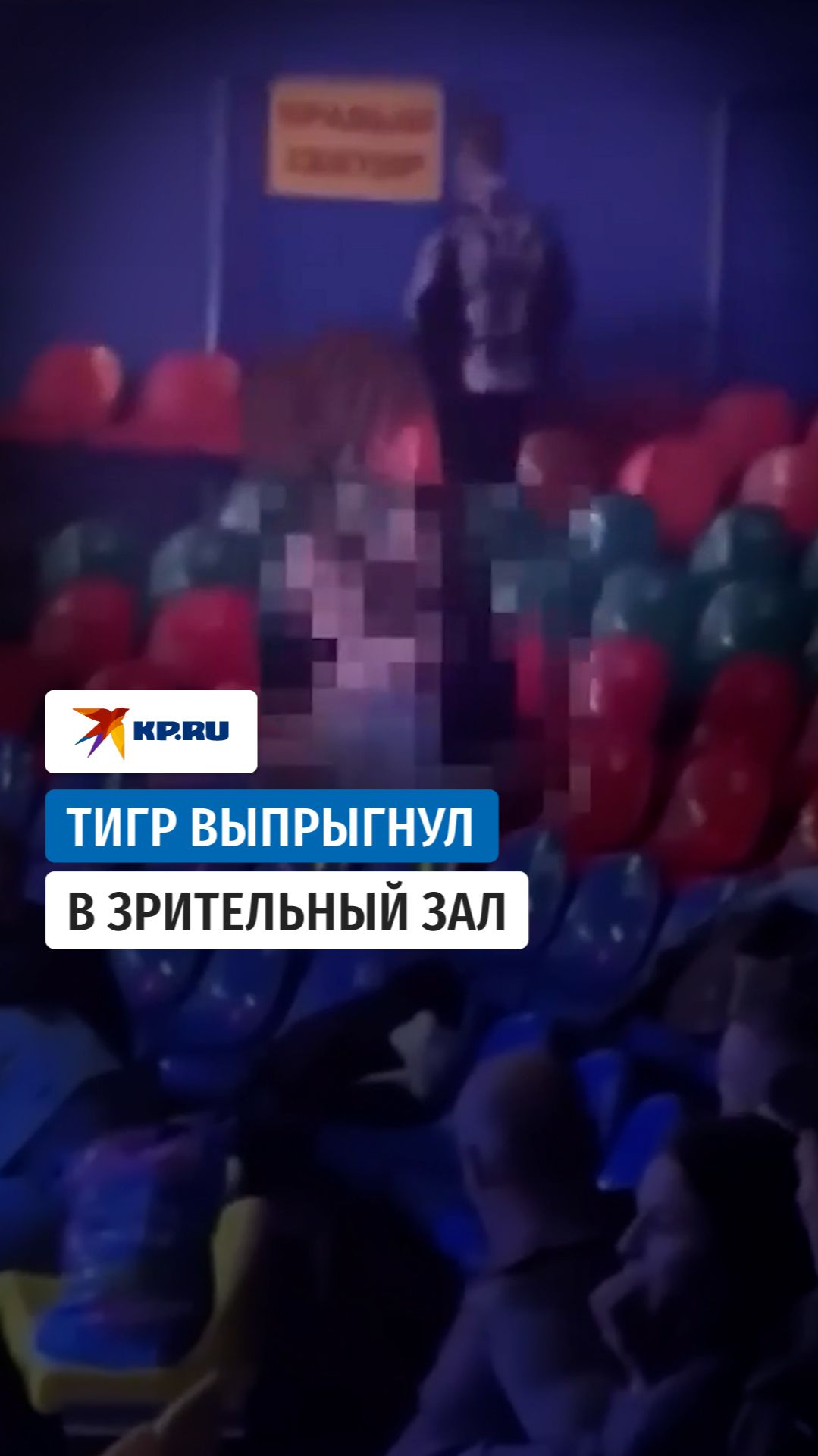 Тигр выпрыгнул в зал во время выступления в ростовском цирке